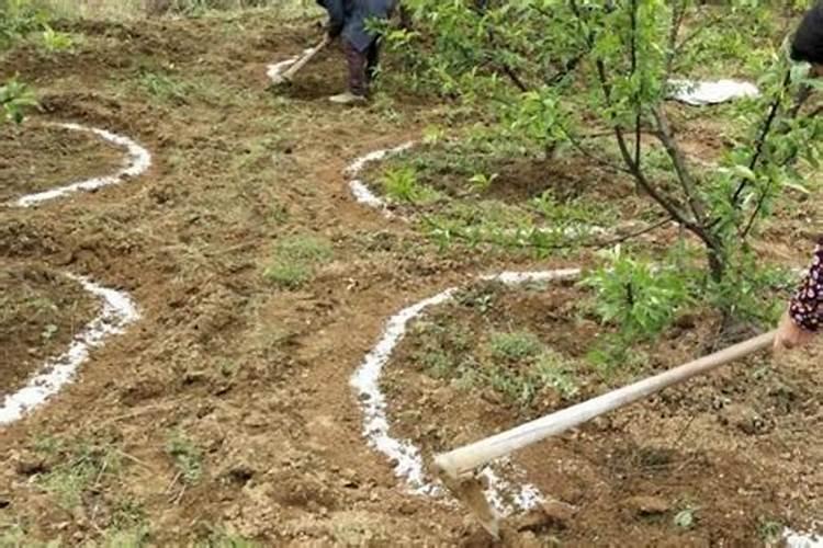 果树施肥料一天后遇到大雨,肥料的使用效果如何？