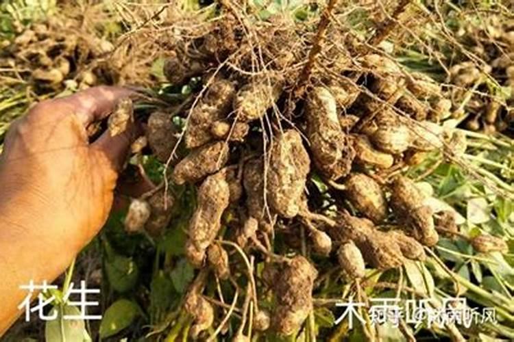 水溶肥的配方和制作方法