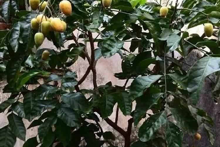 柑橘挂果用什么钙肥比较好？