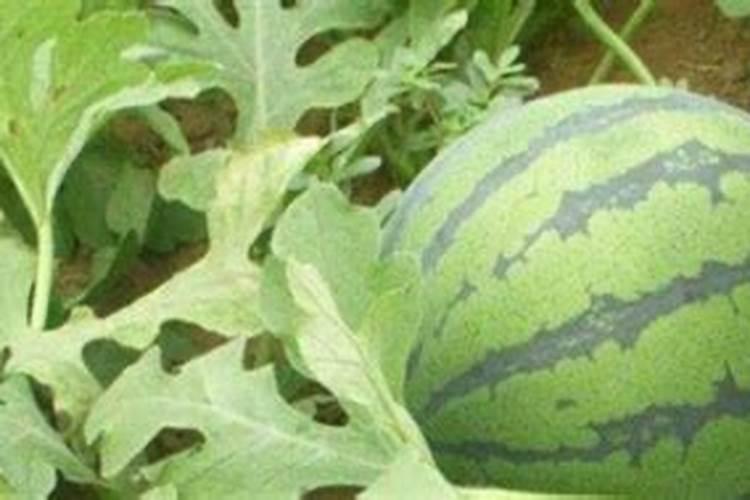 西瓜施用叶面肥需注意哪些问题？