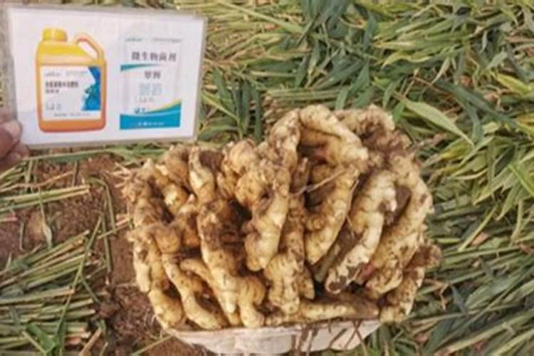 盆栽花怎样用钾肥(钾肥浇花)