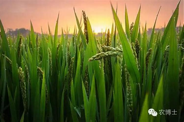 水稻怎样施肥？