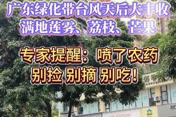 荔枝专用叶面肥什么好
