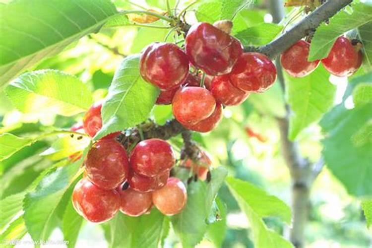 怎样避免蟹爪兰掉花苞？蟹爪兰花期养护方法