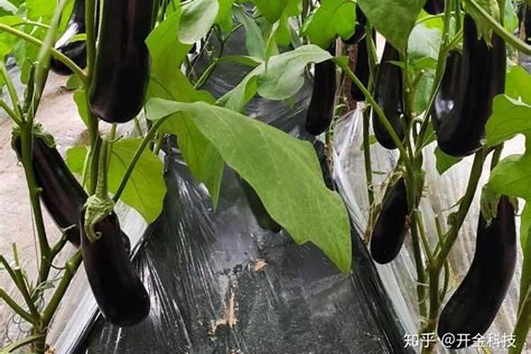 玉米地重茬用什么肥料好？