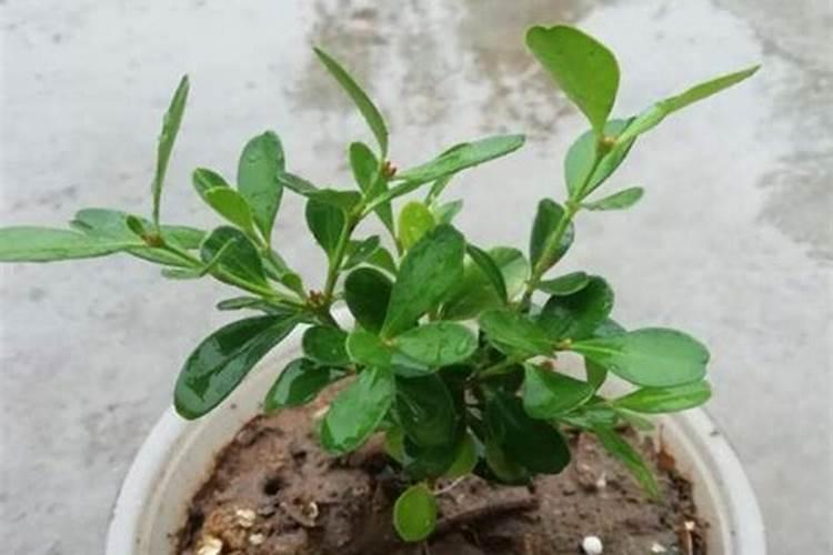 为什么铵态氮肥不能与草木灰连用,草木灰不是K2CO3吗,应该是没有氢氧根离...