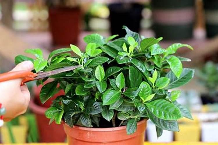 栀子花3种情况下,黄叶掉花苞,看好原因再“治疗”,对症才好