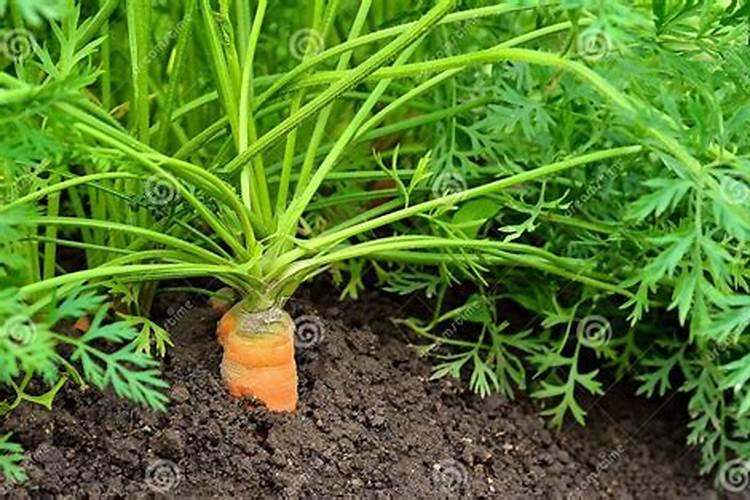 花盆栽种红萝卜需要注意哪些问题