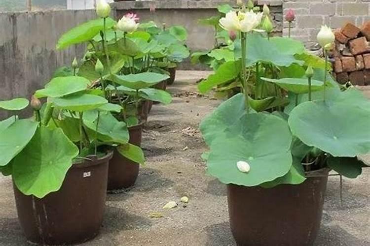 荷花喜肥吗 喜欢施什么肥料