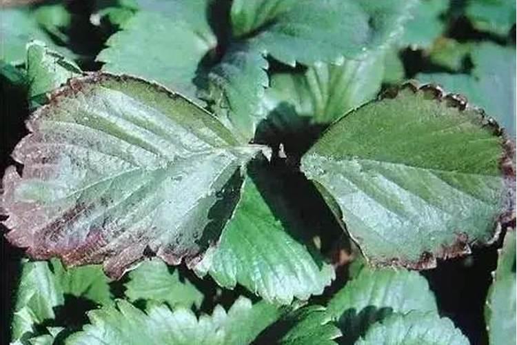 氮、磷、钾这三种肥料对植物有什么作用/