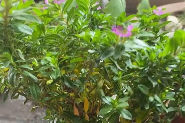 小麦返青水用什么肥料最好