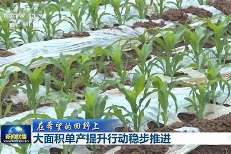 种植油菜为什么要施硼肥 油菜啥时候施硼肥好