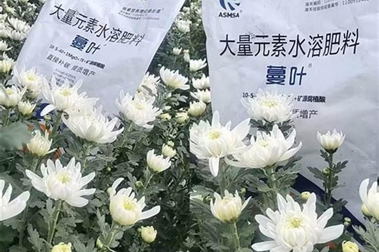 什么是盆栽菊花施肥技术？