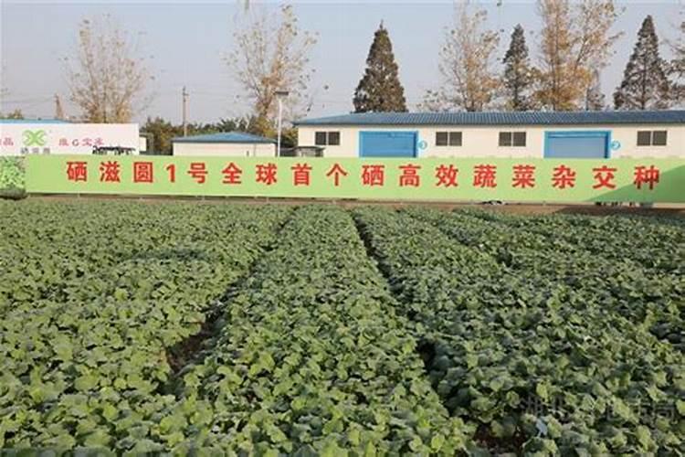 陕西汉中的土特产有些什么？