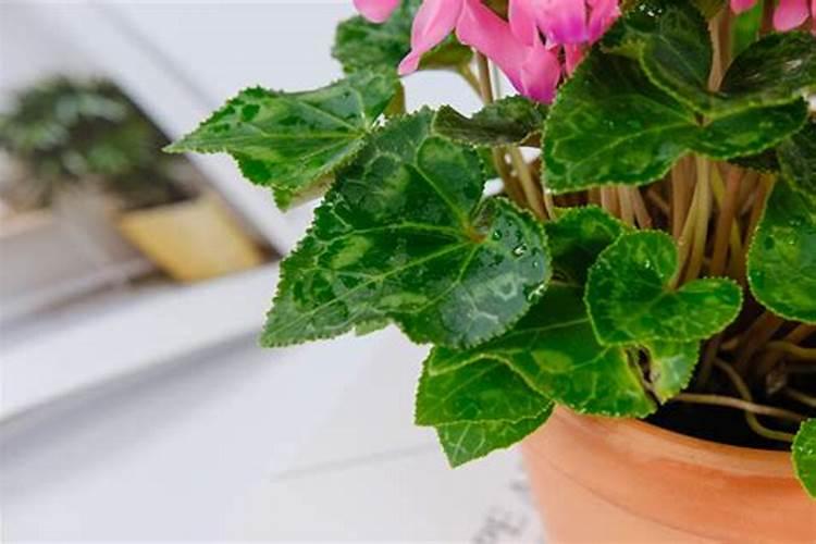 仙客来冬季需要施肥吗