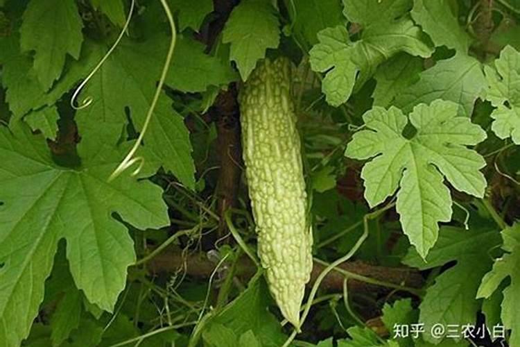 苦瓜的肥水管理是怎样的