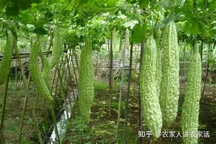 苦瓜的施肥技巧