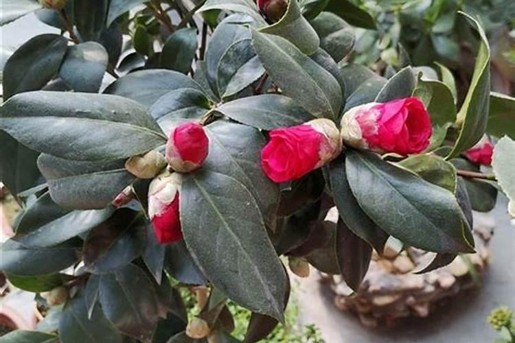 茶花浇什么肥最好
