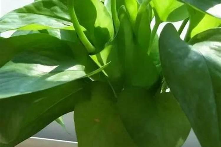 菠萝水可以浇花吗