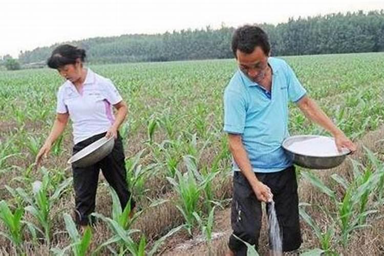 玉米追肥的正确方法