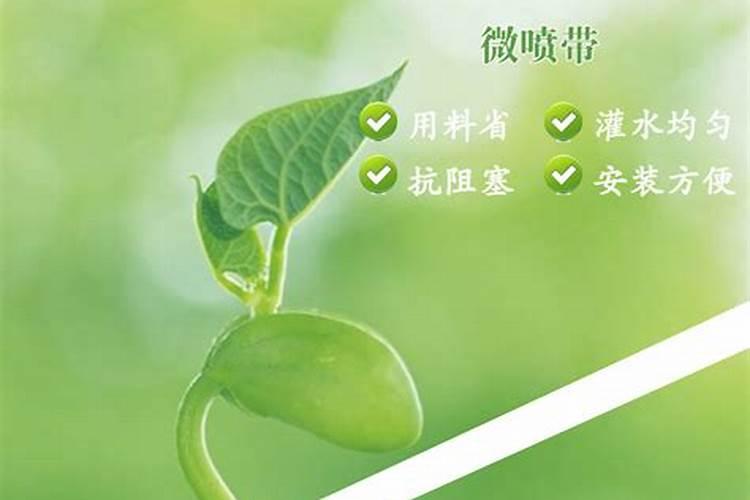 设施番茄水肥一体化栽培模式是怎样的？如何操作？