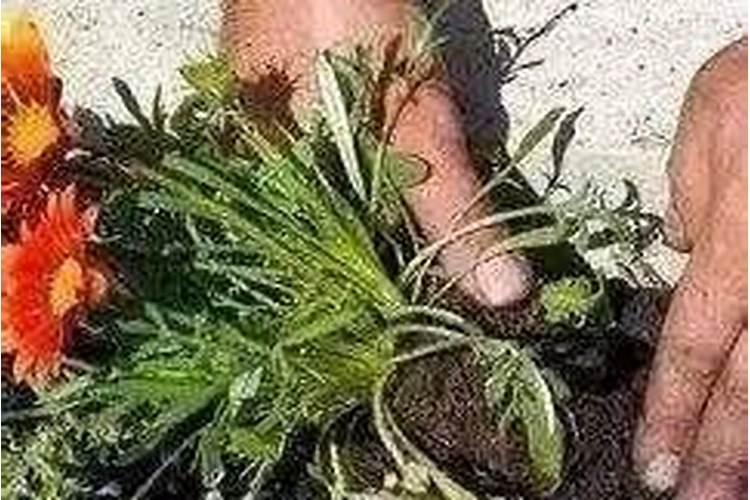 太阳花可以在小苗的时候就用氮肥吗