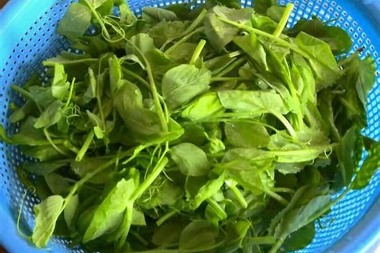 豌豆尖最忌三种肥料