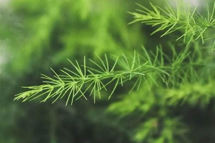 文竹施什么肥长得好