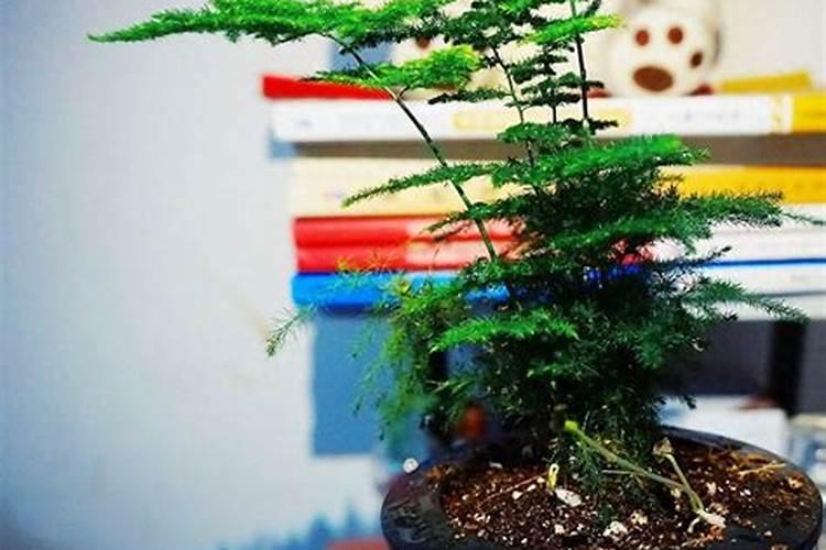 文竹施什么肥变得翠绿