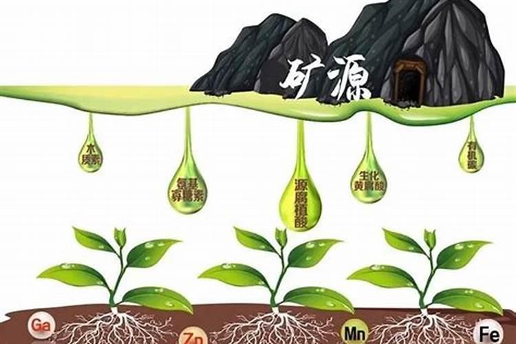 含腐植酸水溶肥的功能优势及与普通水溶肥的区别