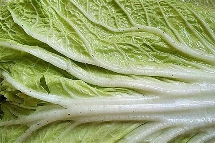 大白菜黄叶子是什么病,用啥药