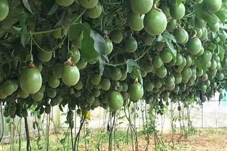 百香果怎么促花芽分化