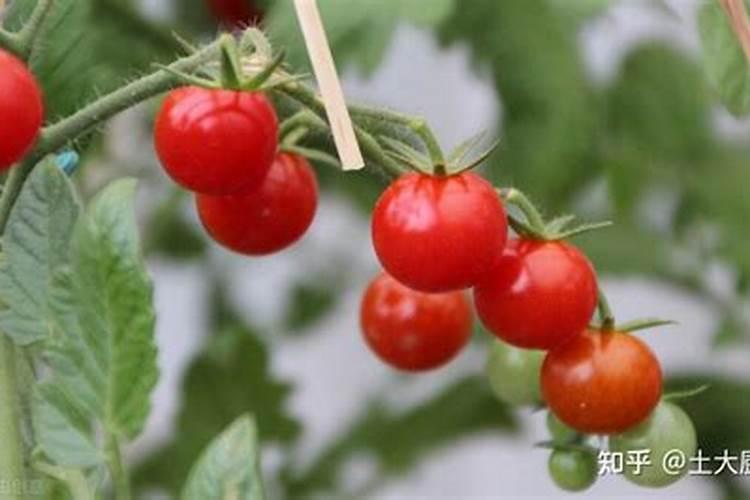 西红柿种植转色技巧 西红柿怎么养殖
