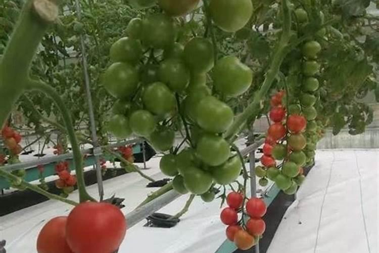 大棚番茄高产的水肥管理