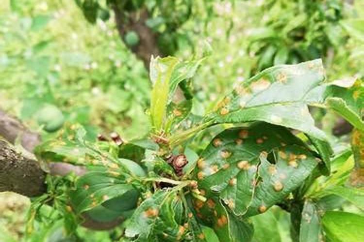 李子树花期管理技术