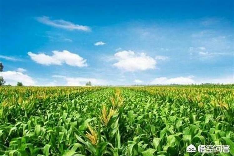玉米需要什么样的含量肥料