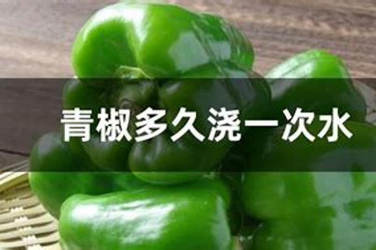 青椒多久浇一次水