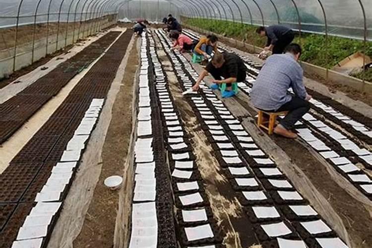 辣椒施肥用什么化肥好 什么时候施肥效果好
