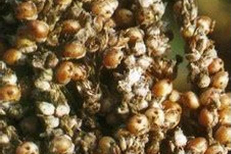 我的兰花已经有花苞了,还要施什么肥吗？