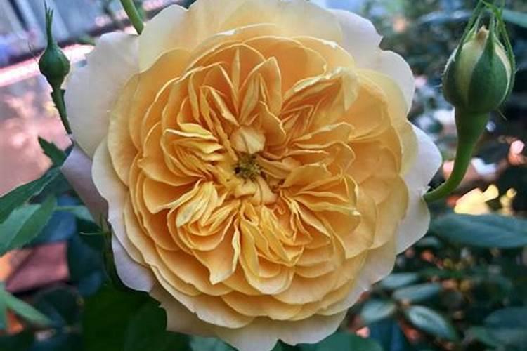 兰花长花苞了可以施磷酸二氢钾吗