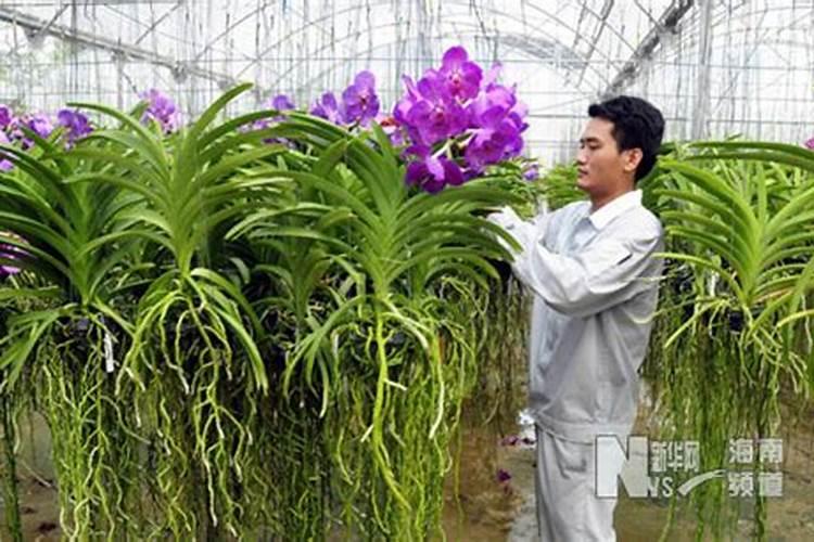 西兰花旺长方法 西兰花种植方法