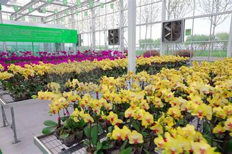 西兰花种植时间和方法 栽培技术和管理