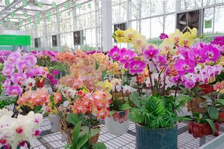 兰花的栽培方法及兰花的养护技巧