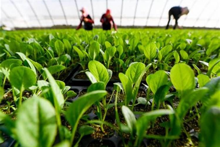 青菜淋复合肥要多久才可以摘