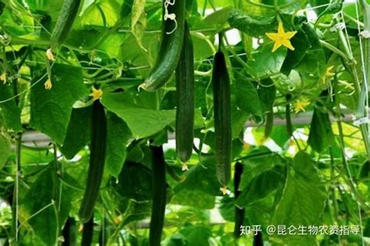 玉米收垅矩能改吗？