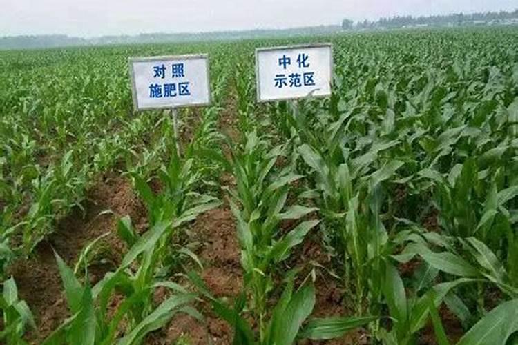 中化最好的玉米肥是哪种