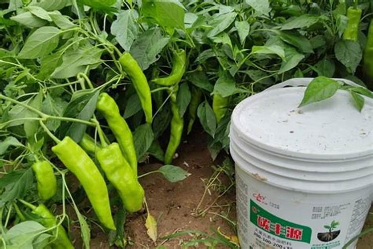 种青菜怎样施肥？