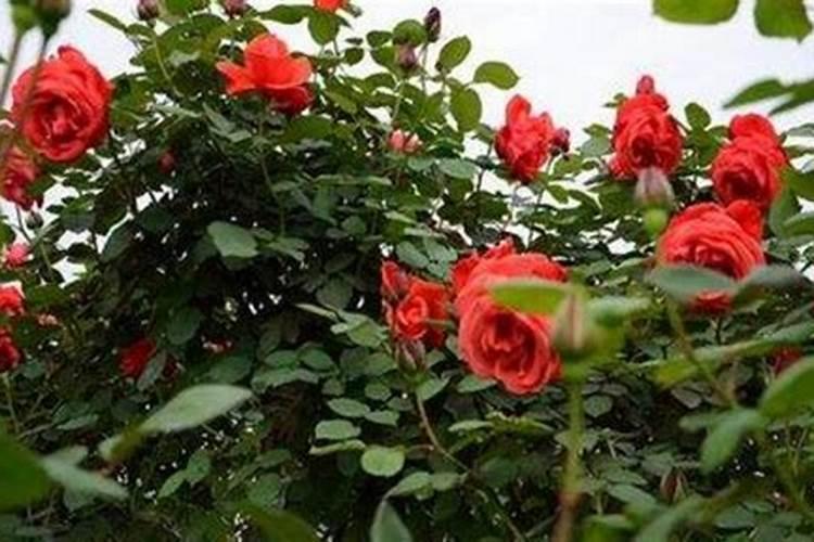 玫瑰花怎么施肥,玫瑰花施氮磷钾肥最为合适