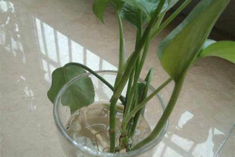 大姜叶枯病打什么药最好用