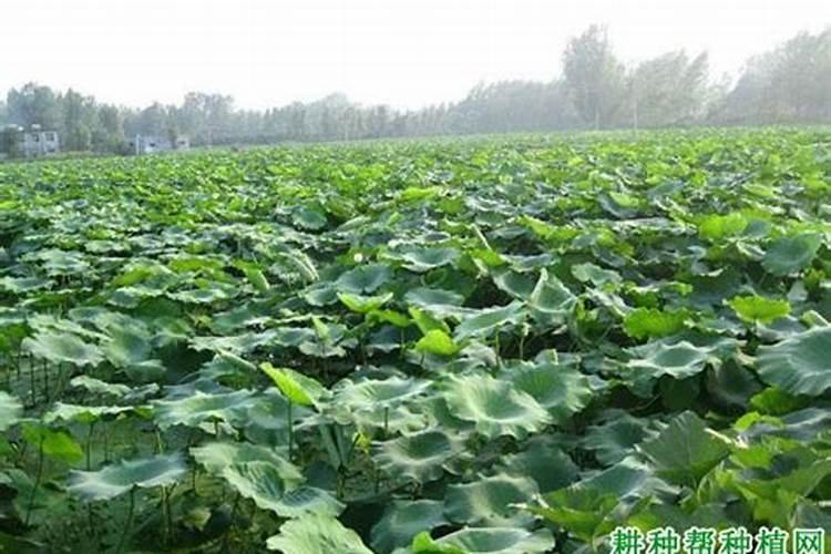莲藕用什么肥料好？氯化钾好吗？